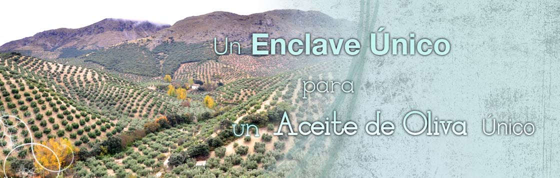 Aceite de Oliva Ecológico Gourmet