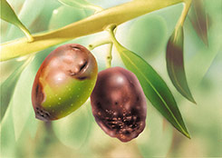 Enfermedad de la aceituna afecta a la acidez del Aceite