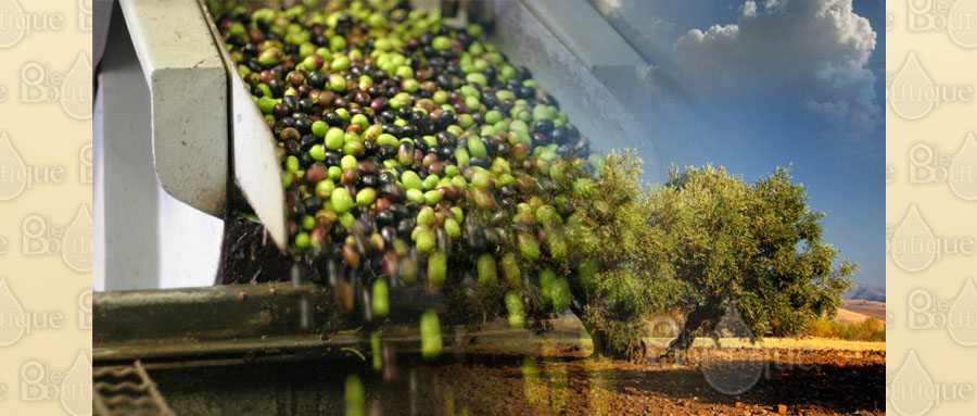 Principales ventajas del Aceite de Oliva Ecológico
